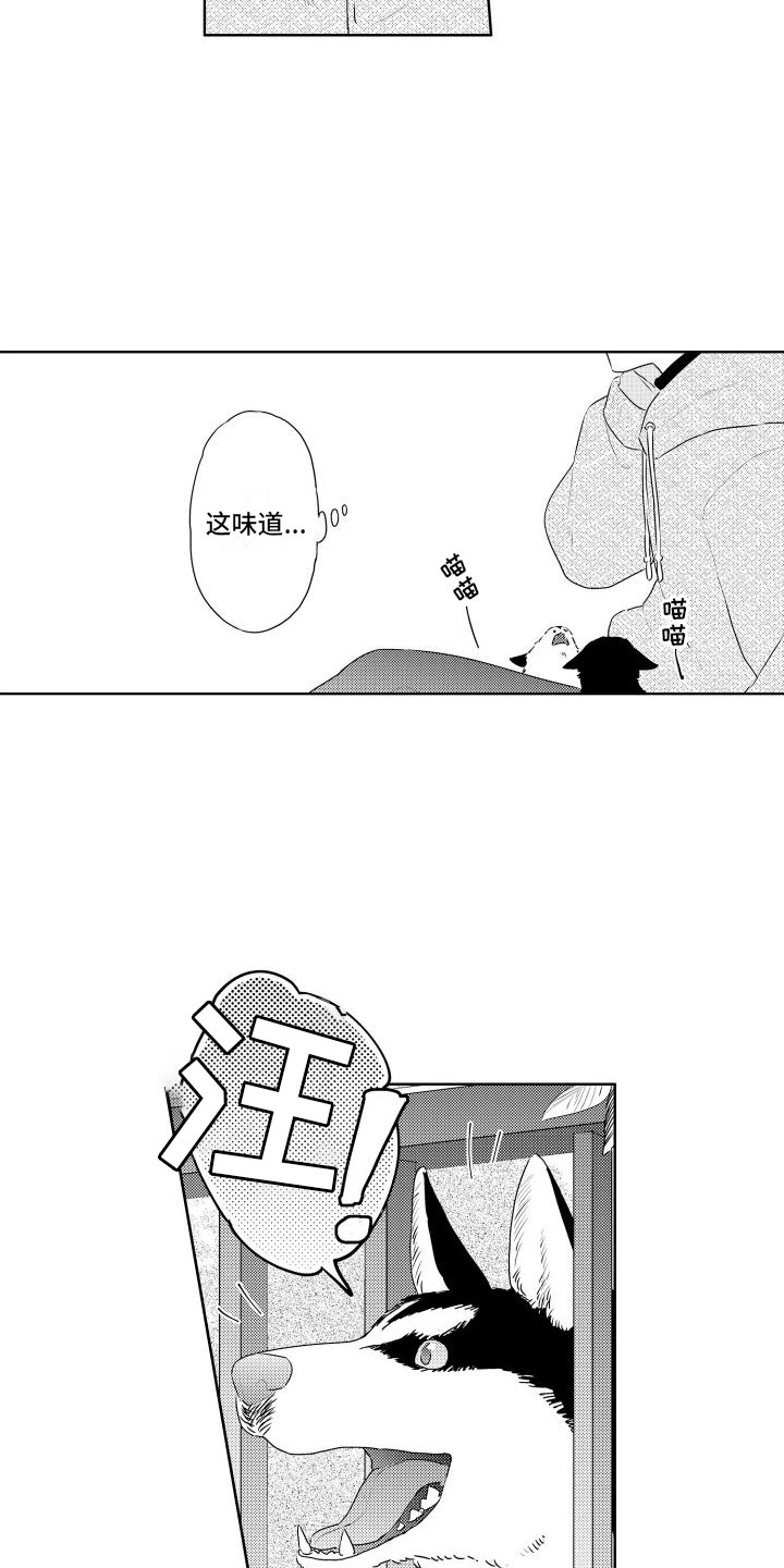 第3章：三花猫7