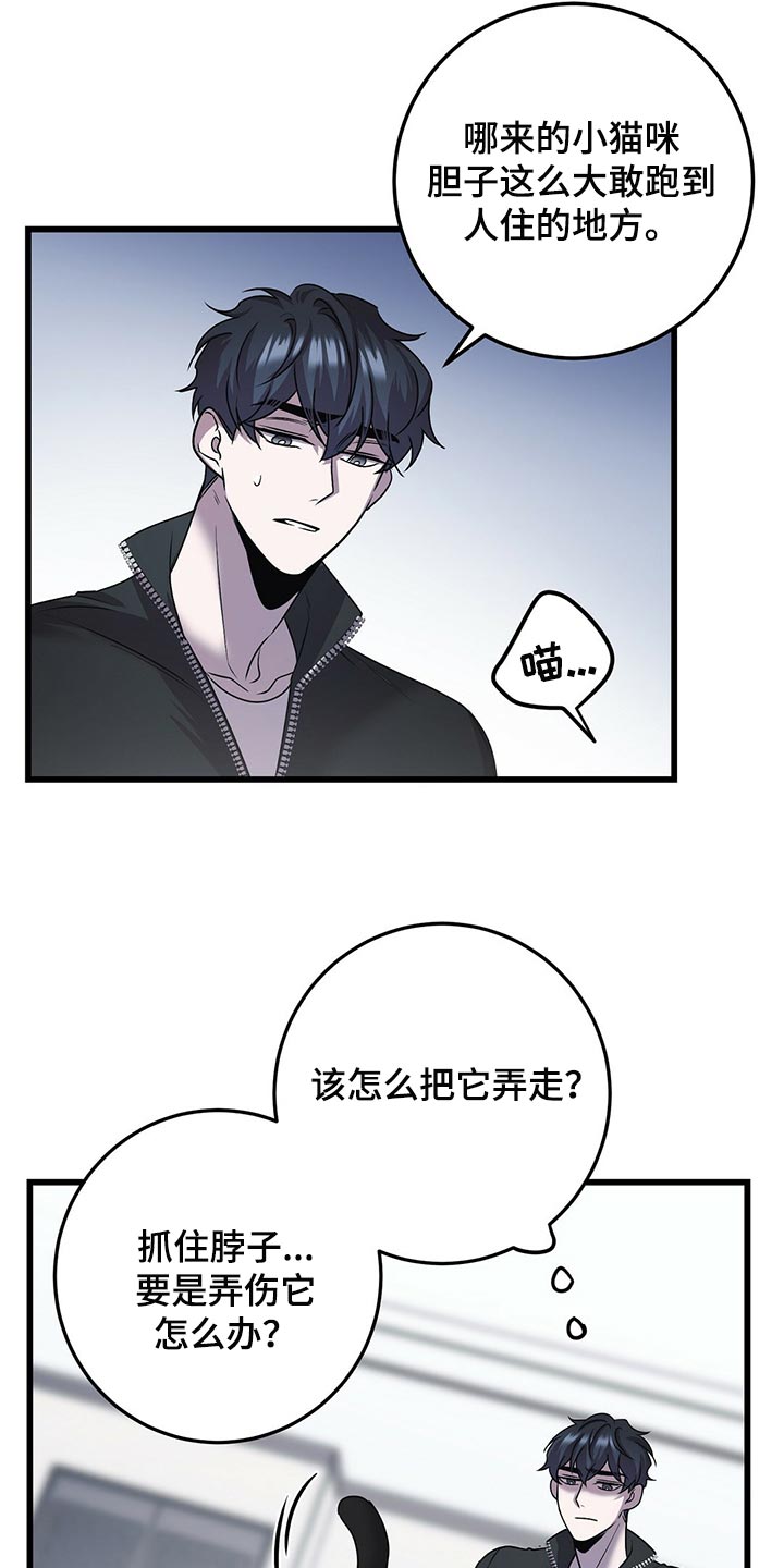 第29章：聪明的猫咪2