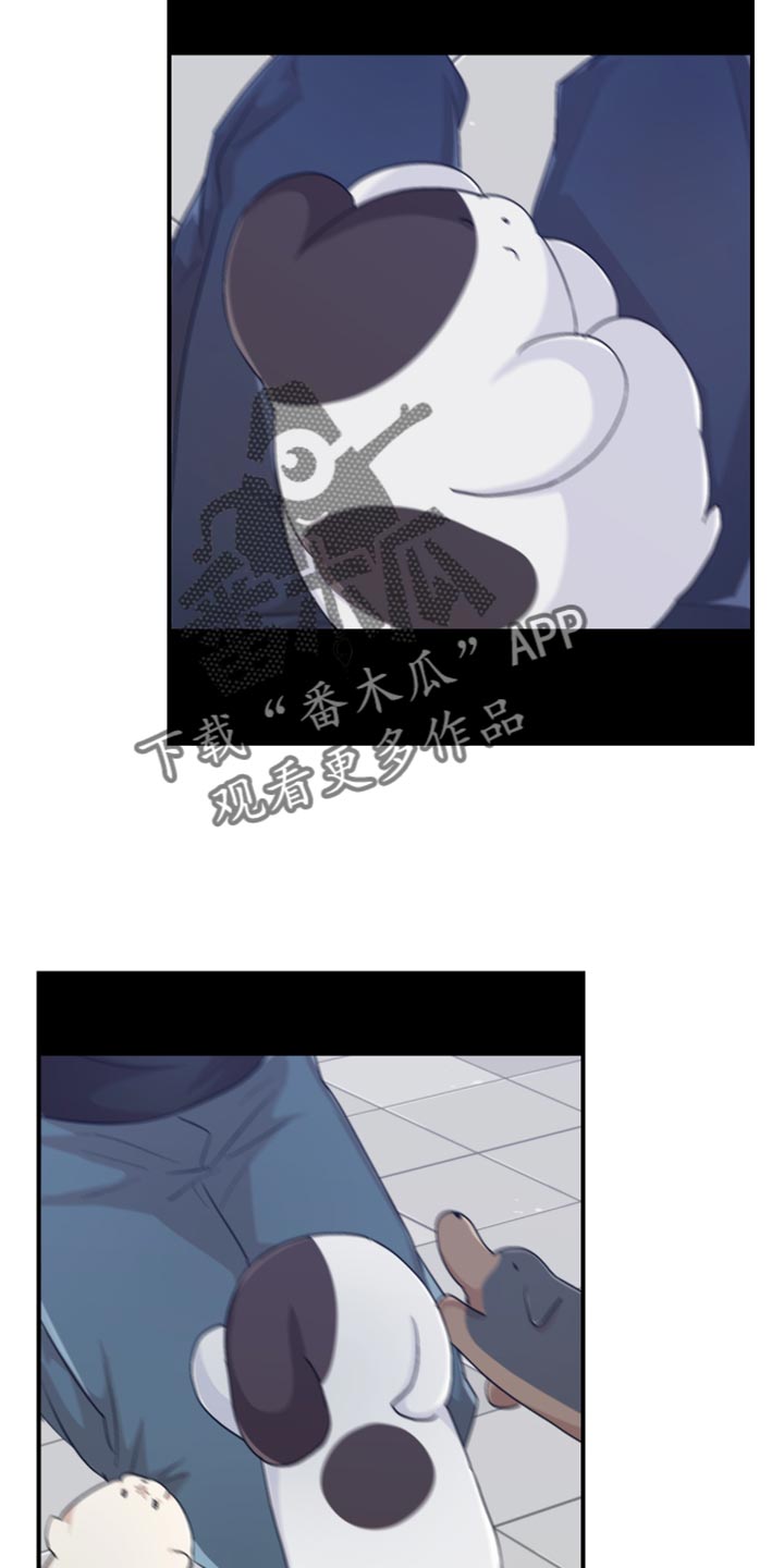 第42章：可爱的小狗7