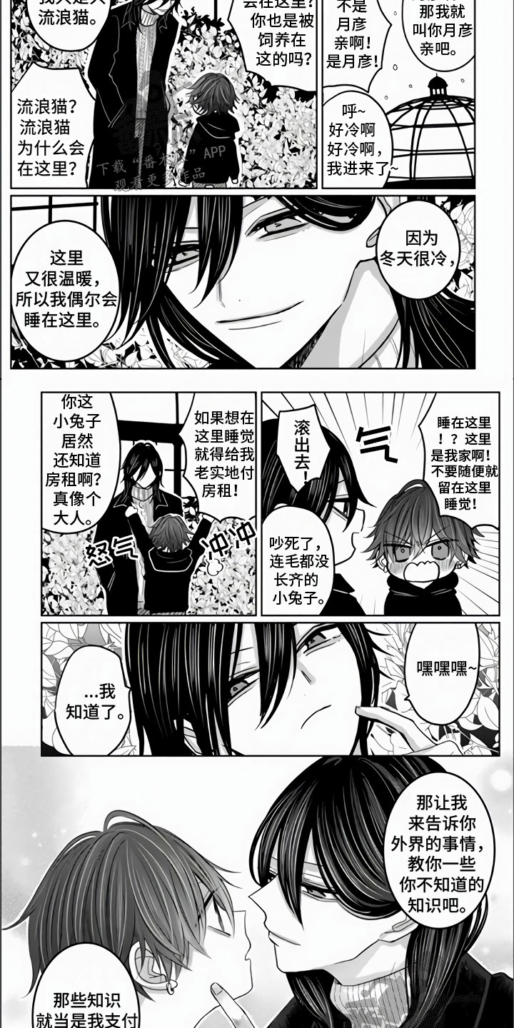 第18章：兔子与猫6