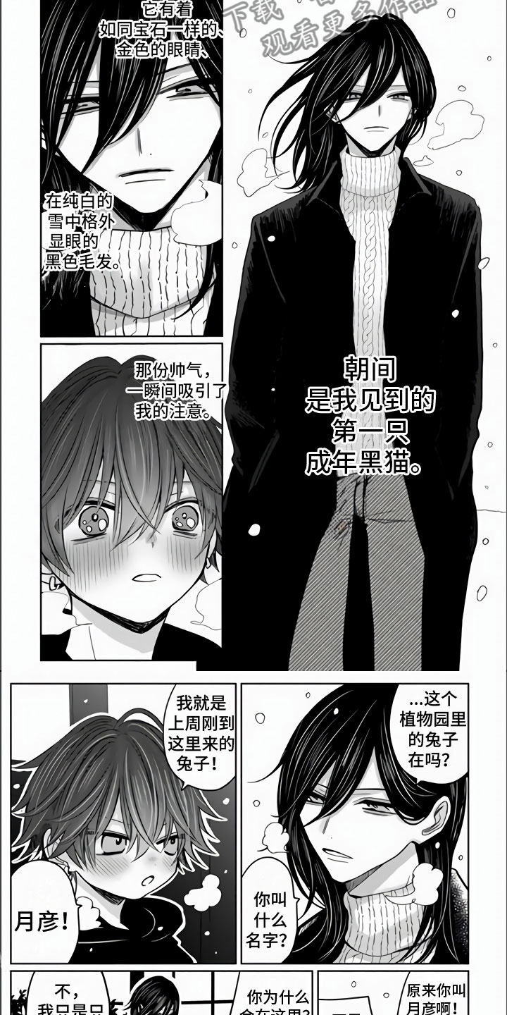第18章：兔子与猫5
