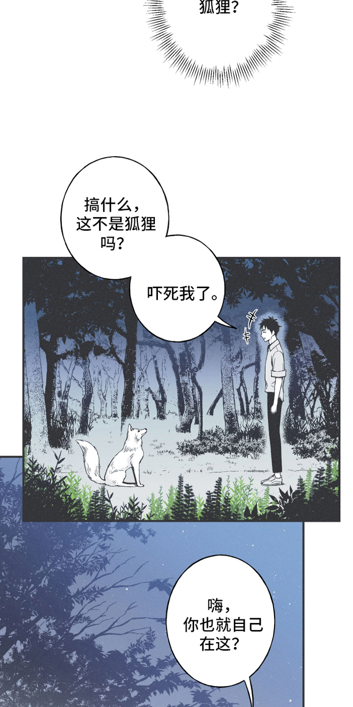 第13章：狐狸19