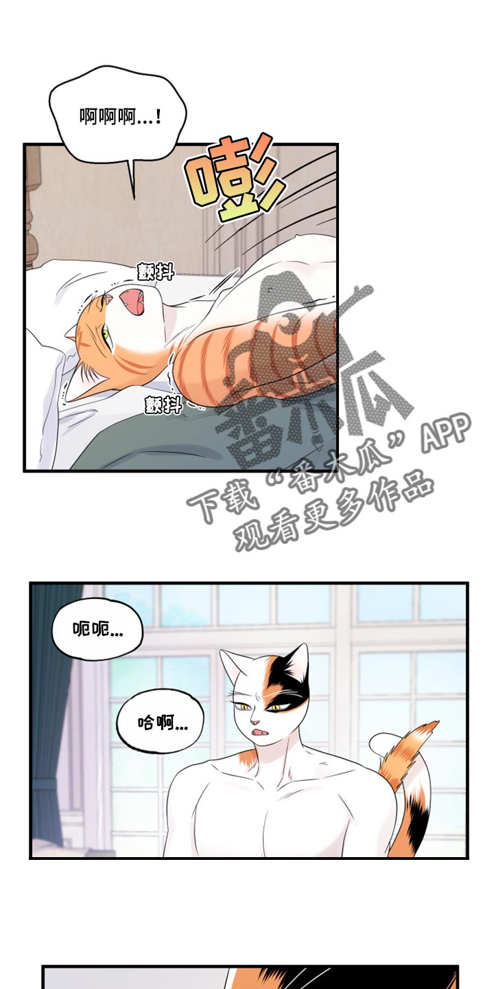 第73章：【第二季】绑架灵猫0