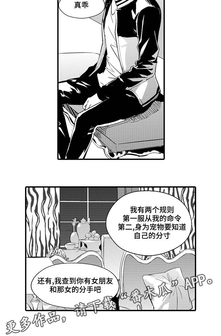 第8章：宠物11