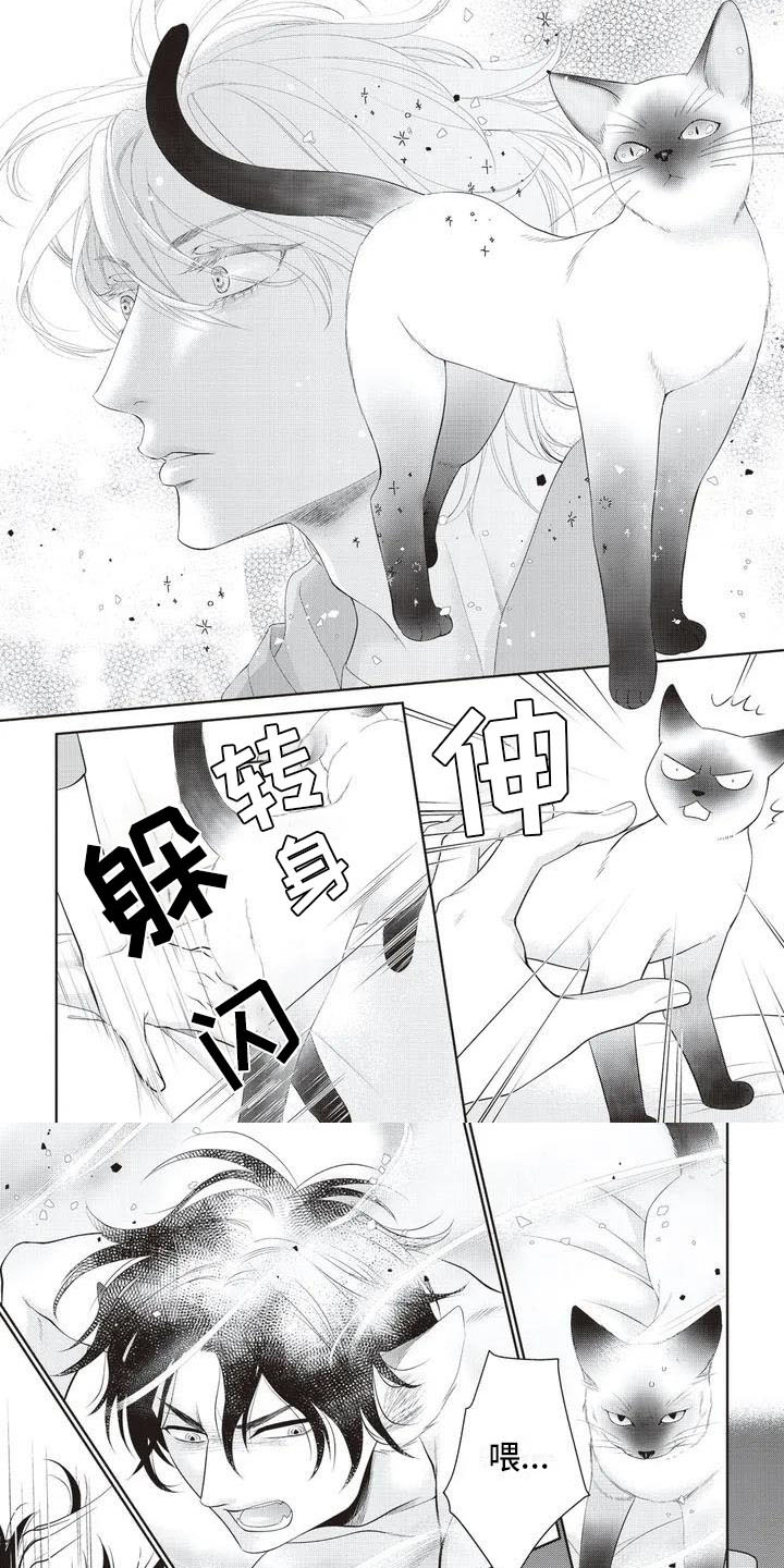 第3章：家猫6