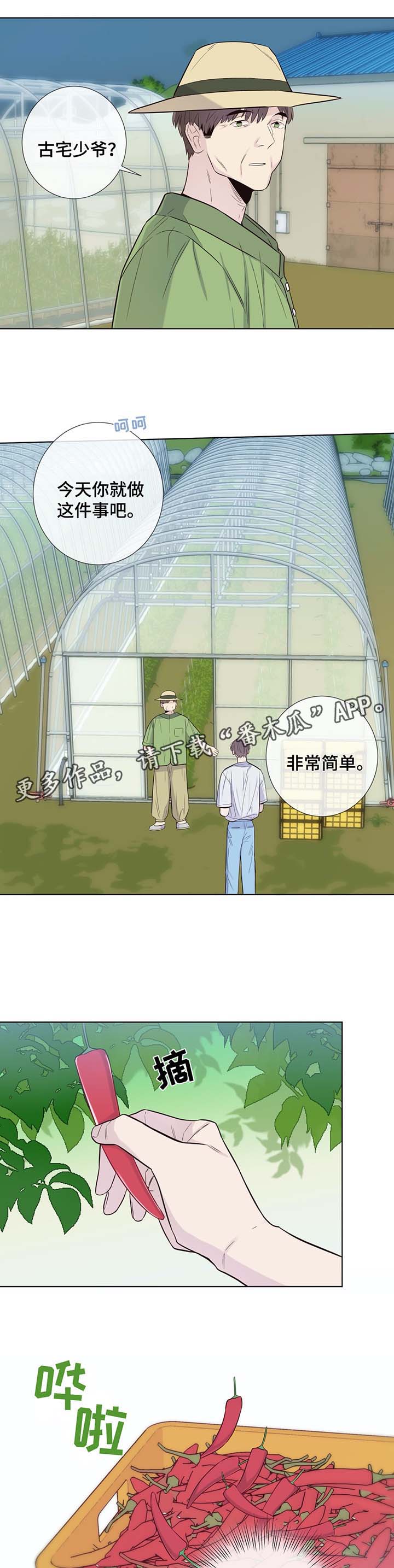 第31章：收获辣椒3