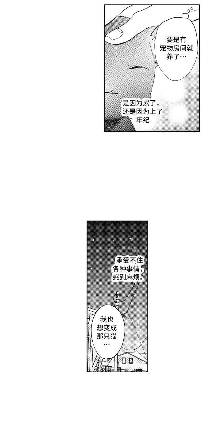 第1章：流浪猫11