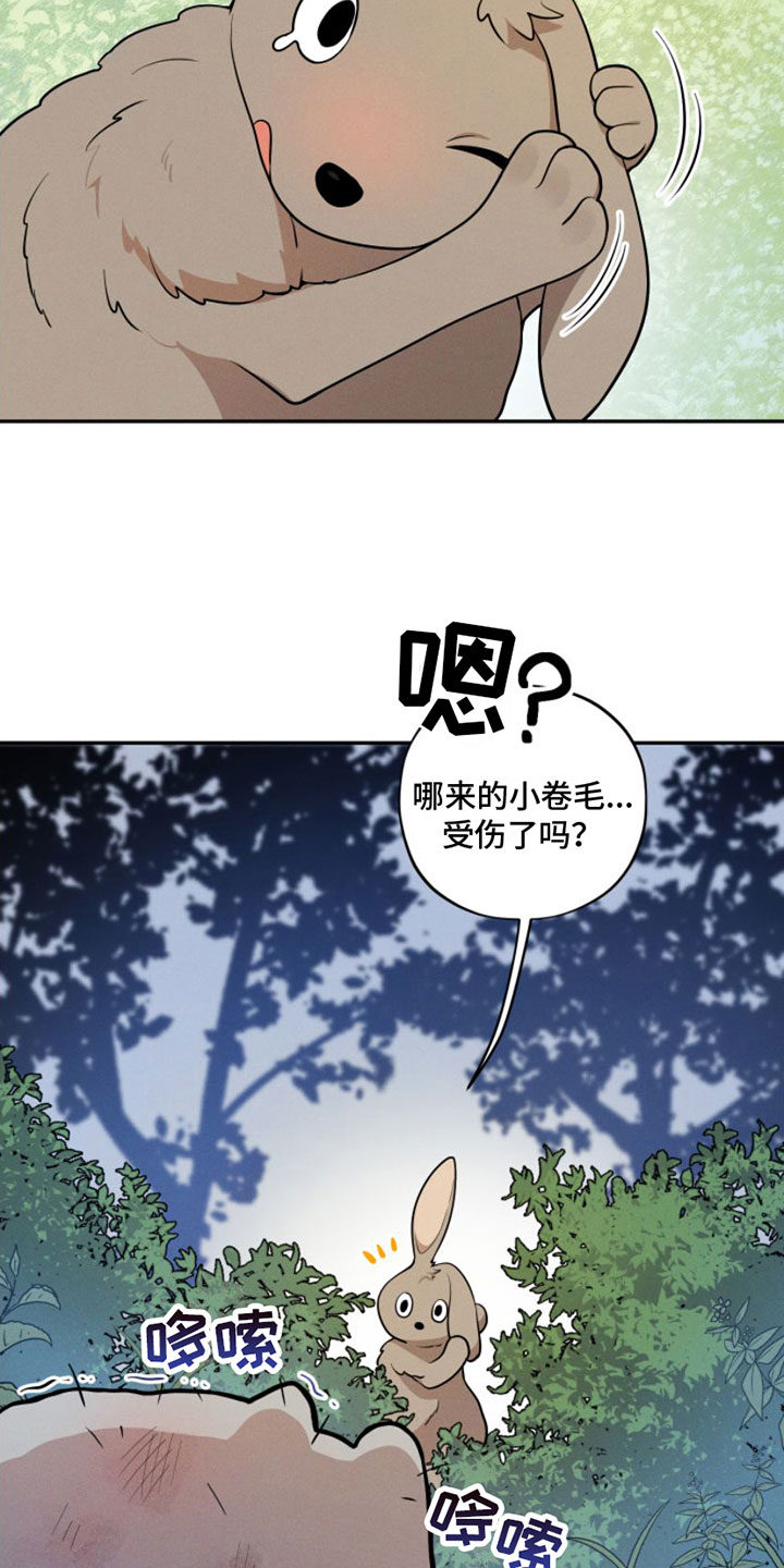 第1章：兔子救狼11
