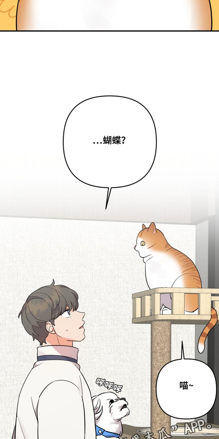 第179章：【第二季】宠物店的猫18