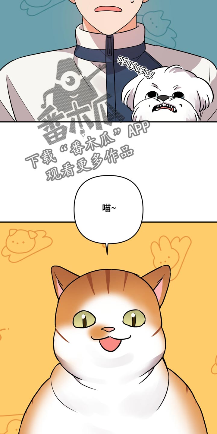 第179章：【第二季】宠物店的猫17