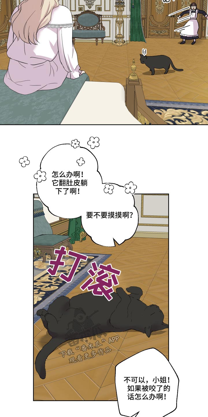 第29章：猫咪14